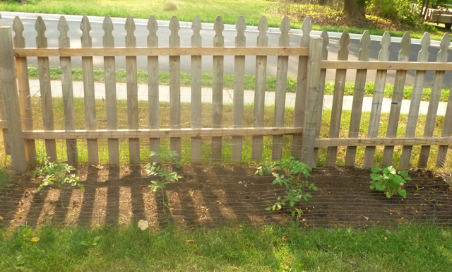 Fence and Plants