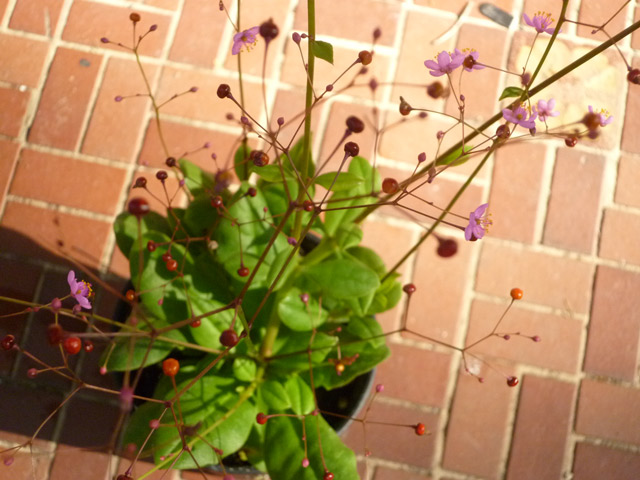 Lavender Flowers