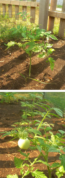 Tomato Plants