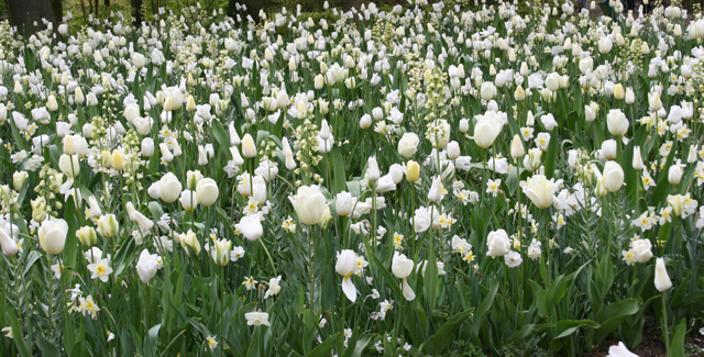 all white garden