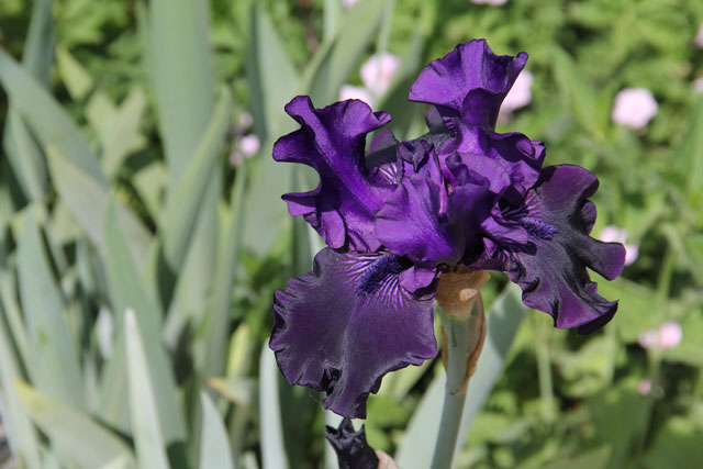 Midnight Express Iris