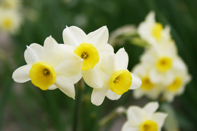 Daffodils