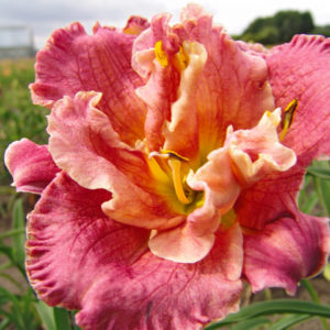 pink-fall-planted-daylily