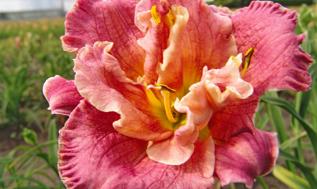 pink-fall-planted-daylily