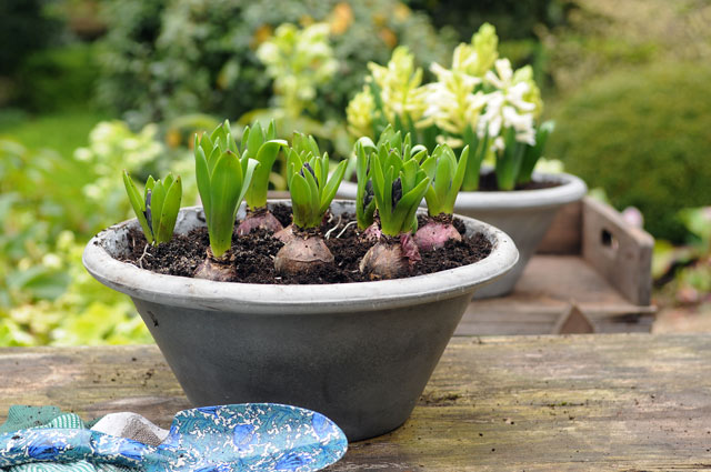 Potted Bulbs