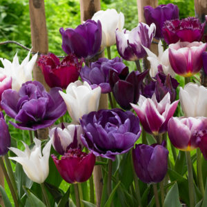 mixed purple tulps