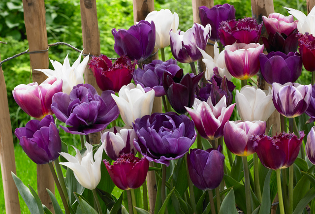 Mixed Purple Tulips