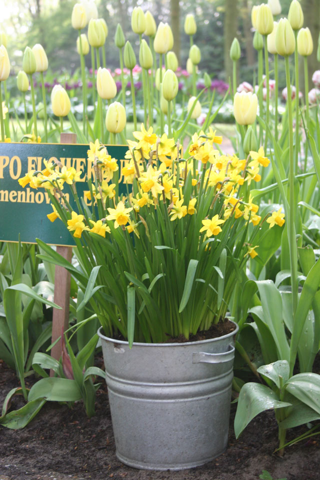 Growing Bulbs in Outdoor Containers Bulb Blog Gardening Tips and Tricks Learn Planting