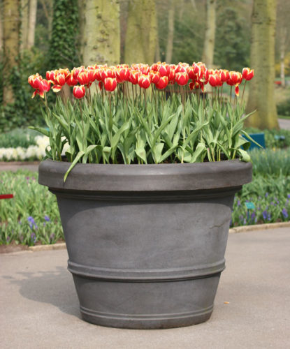 Potted Tulips