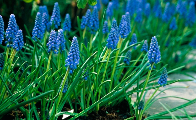 Muscari