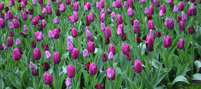 Tulips