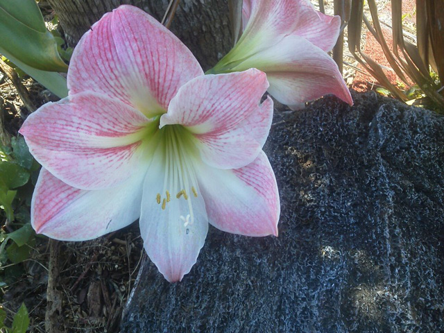 Apple Blossom Amaryllis