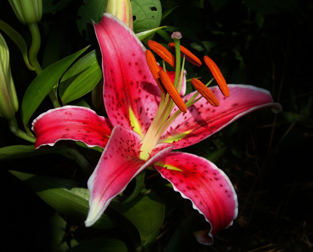 Stargazer Lily