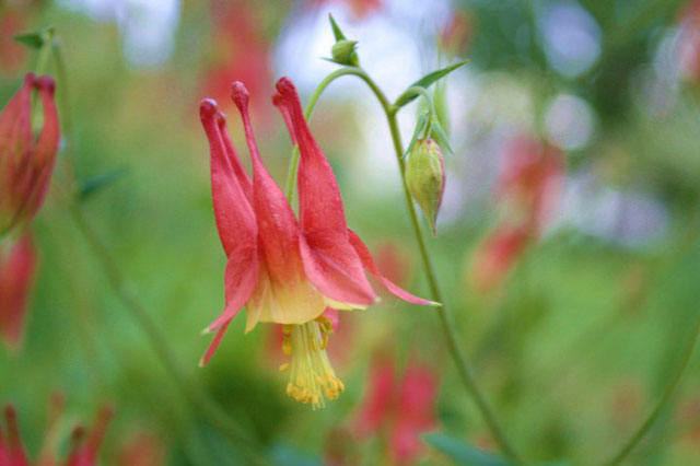 Columbine