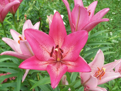 Pink Lilies