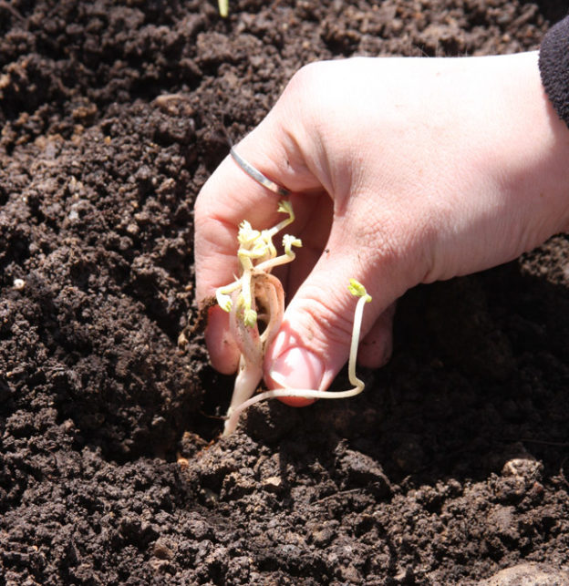 It's Hard to Keep a Good Bulb Down... Bulb Blog Gardening Tips and