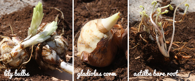 Planting Bulbs and Roots