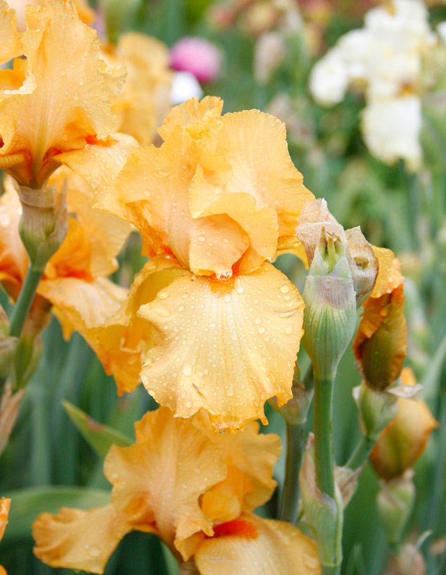 Orange Bearded Iris