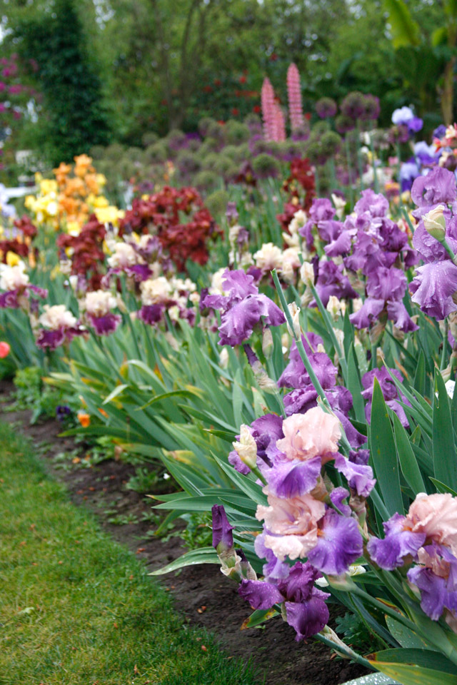 Bearded Iris Mixed