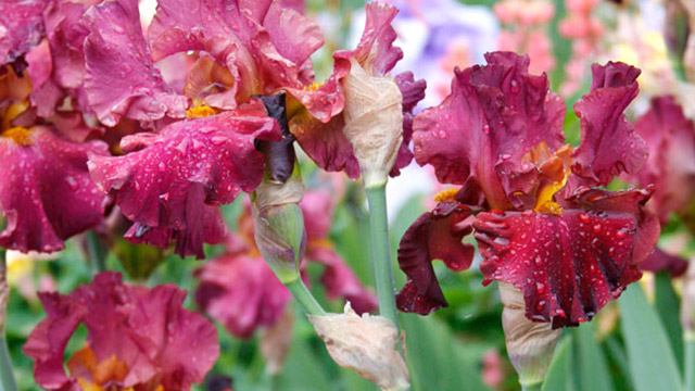 Red Bearded Iris