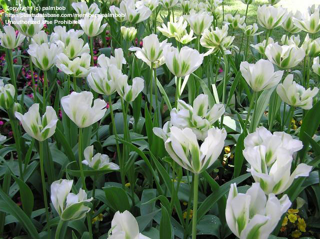 Spring Green Tulips