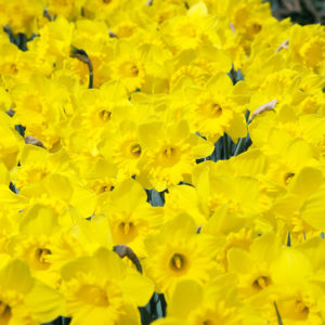 Dutch Master Daffodils