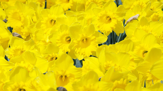 Dutch Master Daffodils