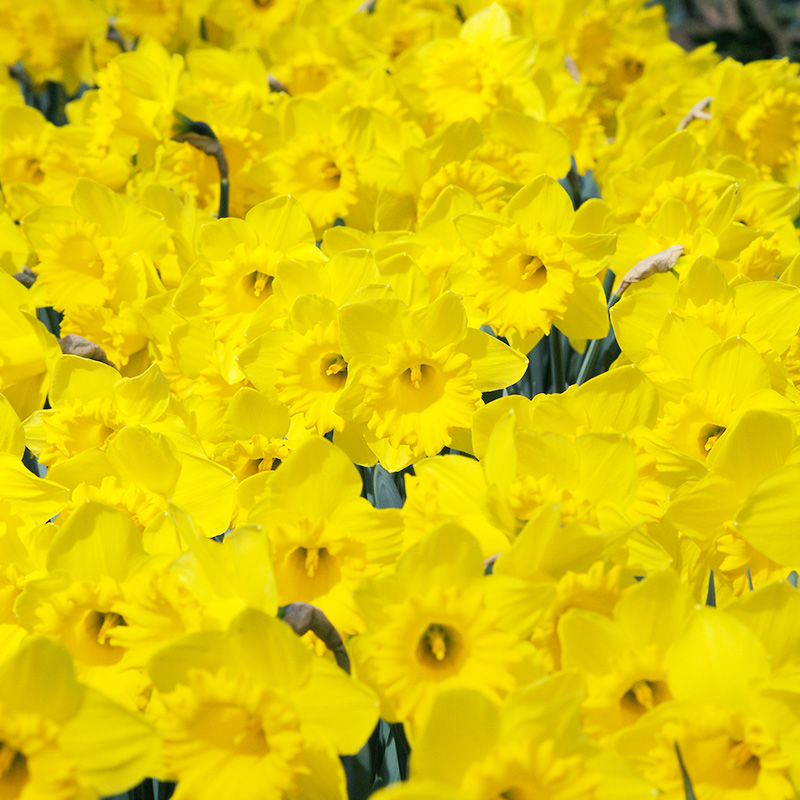Bulb Bargain Dutch Master Daffodils Bulb Blog Gardening Tips and