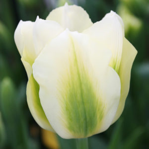 Spring Green Tulip