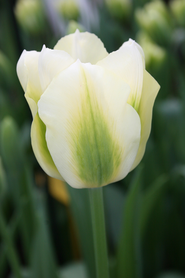 Spring Green Tulip