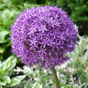 Giant Allium