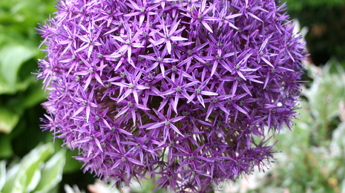 Giant Allium