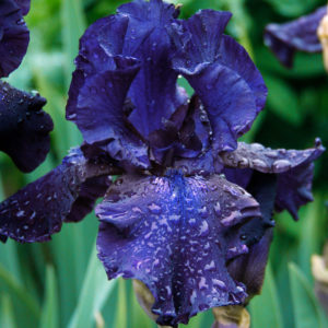 Blueberry Bliss Bearded Iris