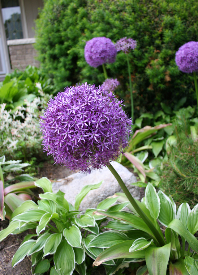 Bulb Bargain Giganteum Bulb Blog Gardening Tips and Tricks Learn