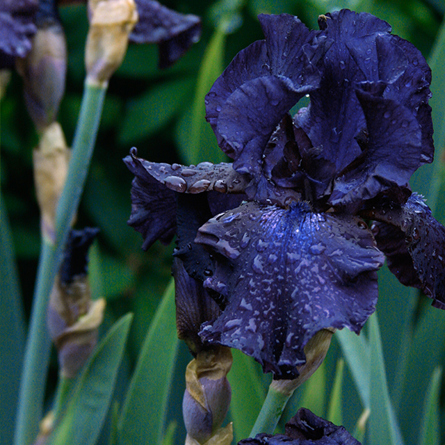 Blueberry Bliss Bearded Iris