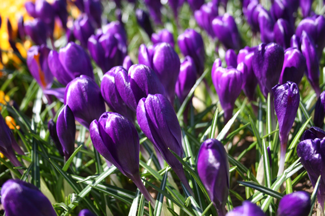 Purple Crocus