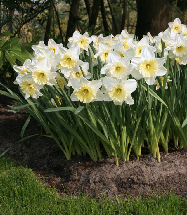 Bulb Bargain Ice Follies Daffodils Bulb Blog Gardening Tips and