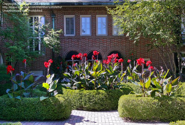 Canna Lilies