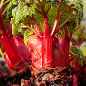 Rhubarb