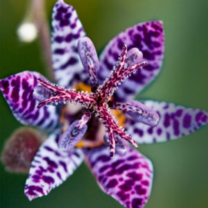 Blue Wonder Toad Lily