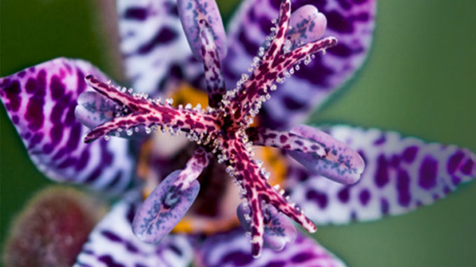 Blue Wonder Toad Lily