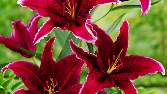 Sumatra Lily