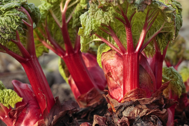 Crimson Red Rhubarb