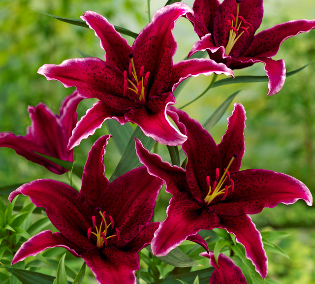 Sumatra Lily