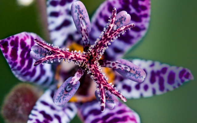 Blue Wonder Toad Lily