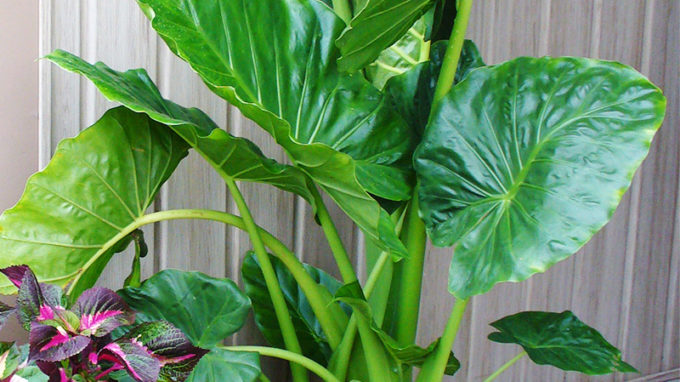 Upright Elephant Ear