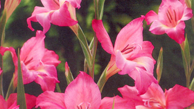 Charming Beauty Mini Gladiolus