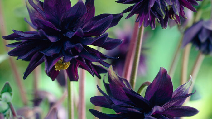 Black Barlow Columbine