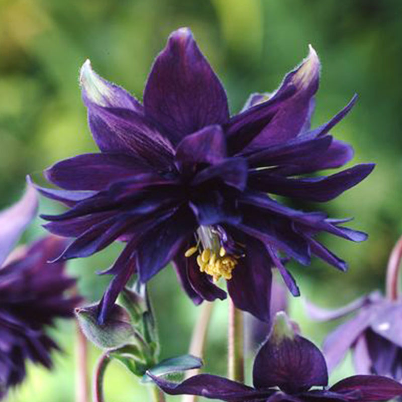 Bulb Bargain Black Barlow Columbine Bulb Blog Gardening Tips and