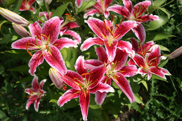 Stargazer Lilies